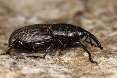 Sphenophorus piceus